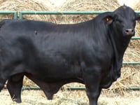 Lote 45