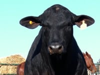Lote 48
