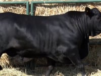 Lote 49