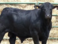 Lote 50