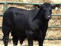 Lote 51