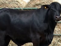 Lote 47