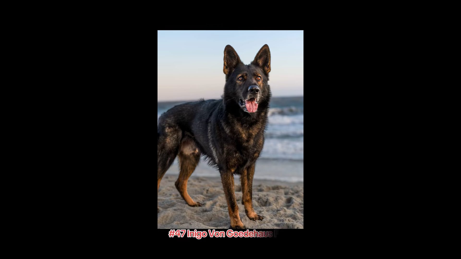 Inigo Von Goedehaus #47 PSA 3