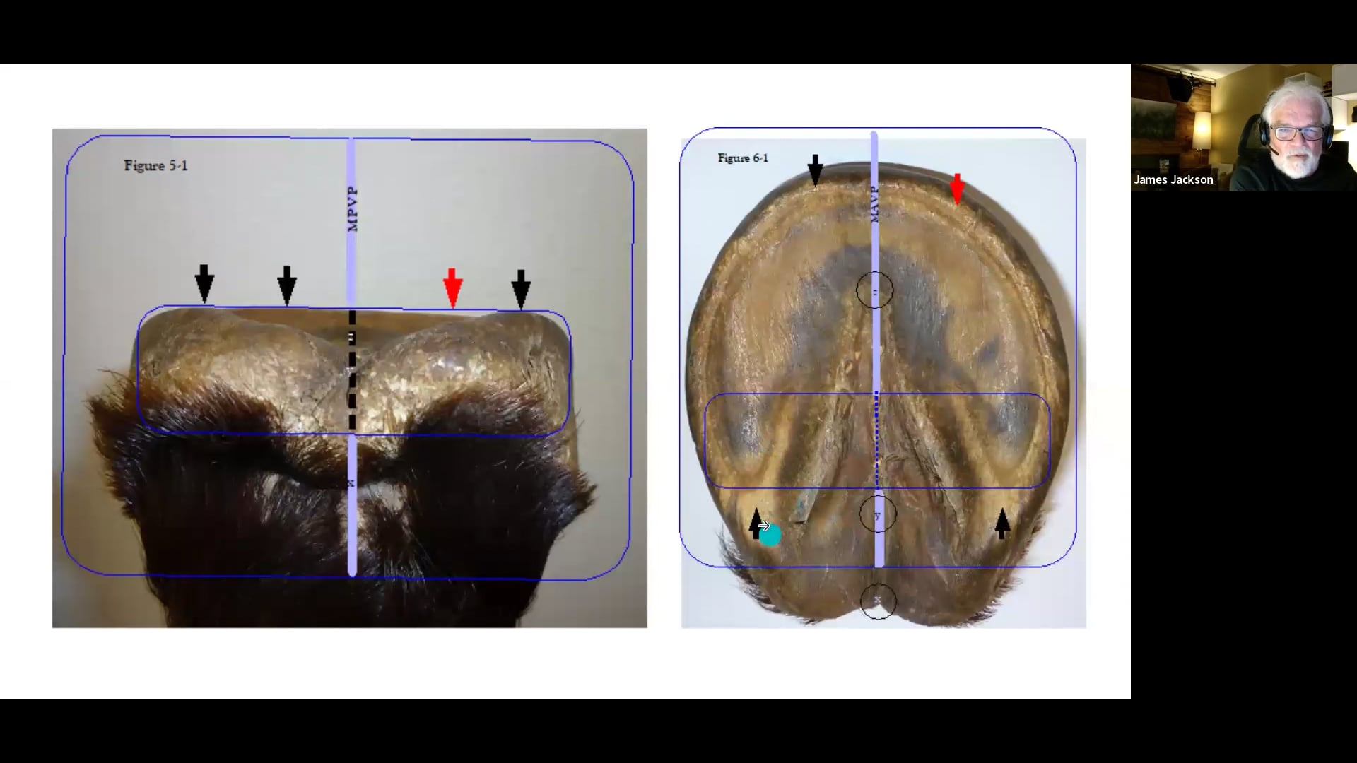 The Natural Hoof Model with Jamie Jackson
