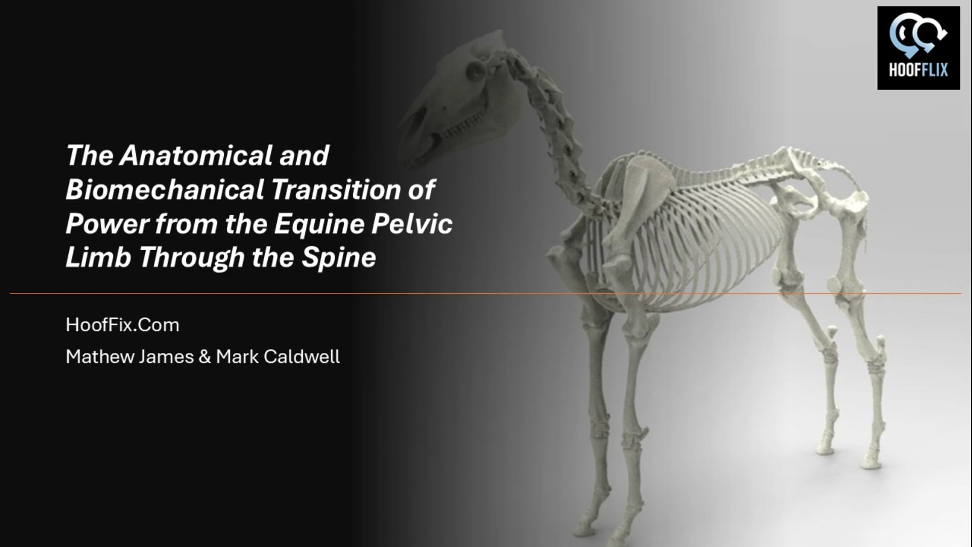 The power of the equine pelvic limb