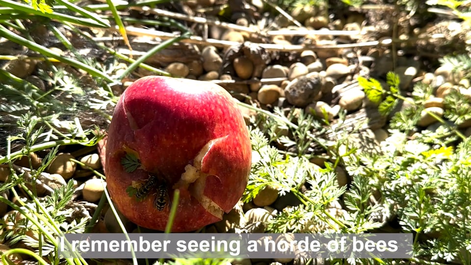 Memory Rituals [Part Two]: Memory of Trees