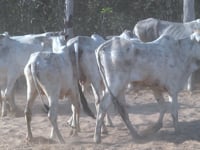 Lote 07P