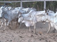 Lote 09PA