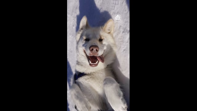 Test : Une virée en chien de traîneau