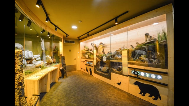 Découverte : le Muséum des animaux de montagne