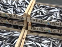 La Diada dels Pescadors promocionarà el peix blau