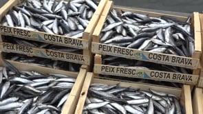 La Diada dels Pescadors promocionarà el peix blau