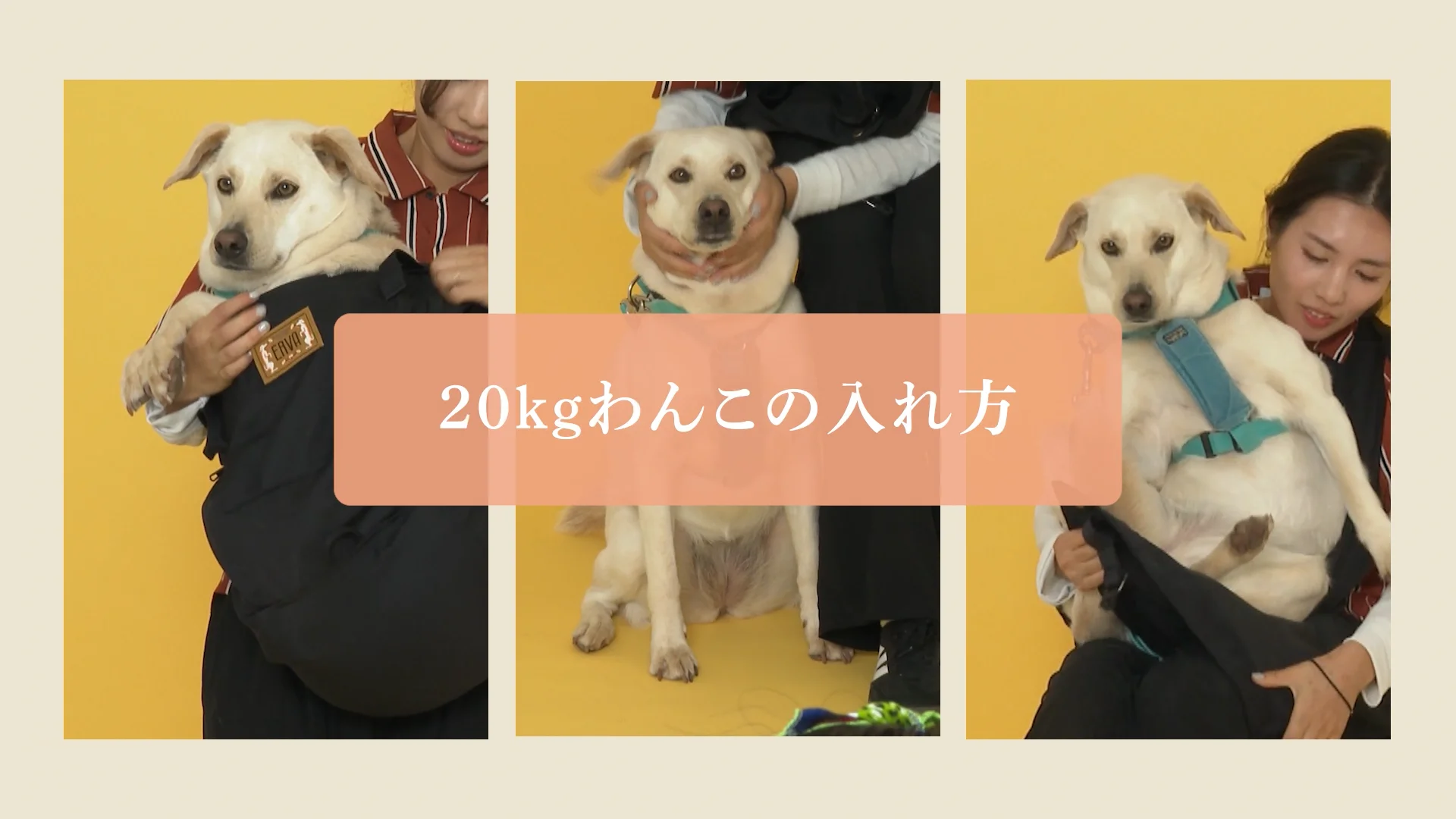 erva エルバ　多機能スリング　サイズ２　コヨーテ　ナノイーXで洗濯済み　取説 erva エルバ多機能スリングサイズ2コヨーテナノイーXで洗濯済み取説