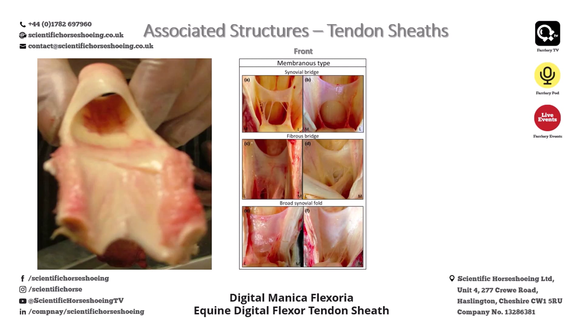 Equine tendons composition and function