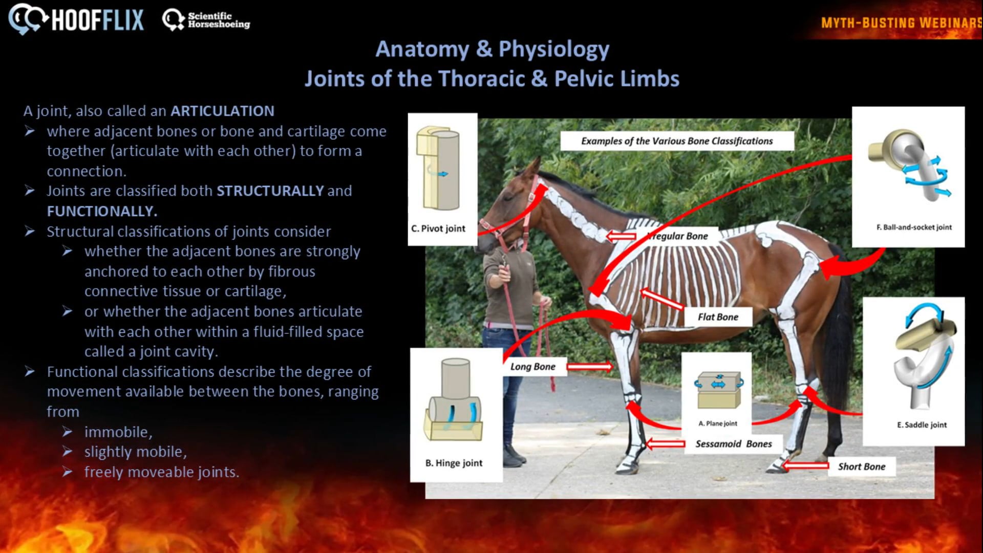 Joints of the Thoracic and Pelvic Limbs of the horse