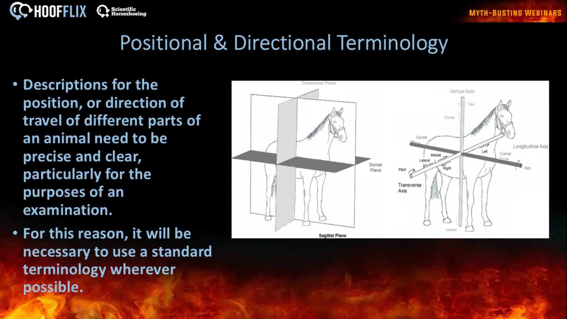 Planes of referance and directional terms