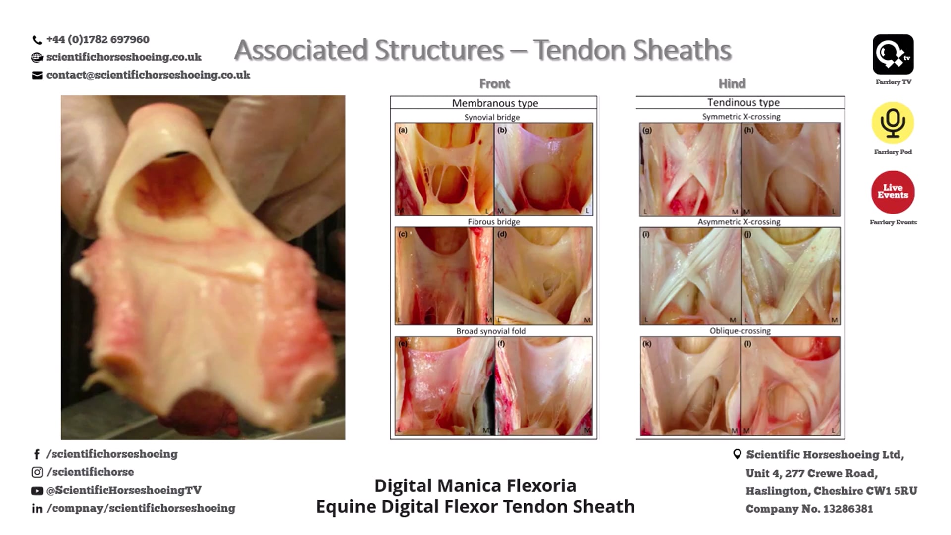 equine tendons composition and function