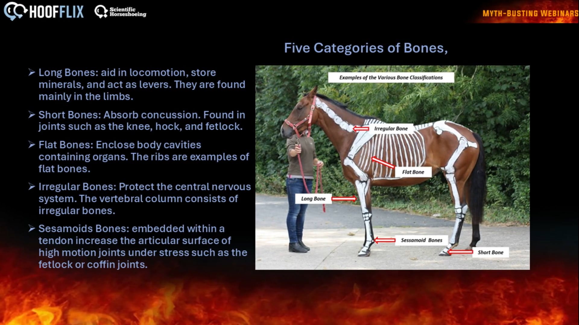 intro to basic equine anatomy