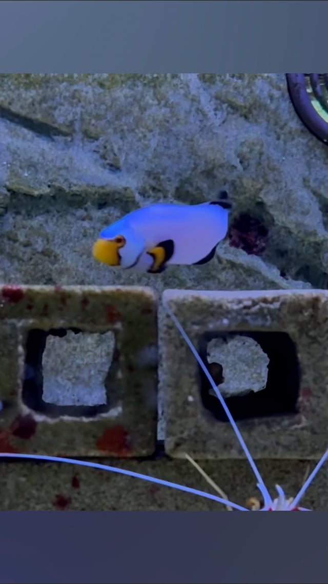 Platinum Clownfish video