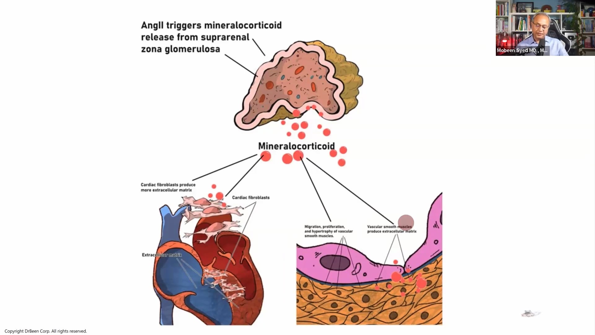 Angiotensin II and Cardiovascular System (Pharma Mastery Lecture 17)