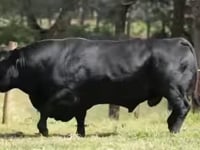 IMPÉRIO