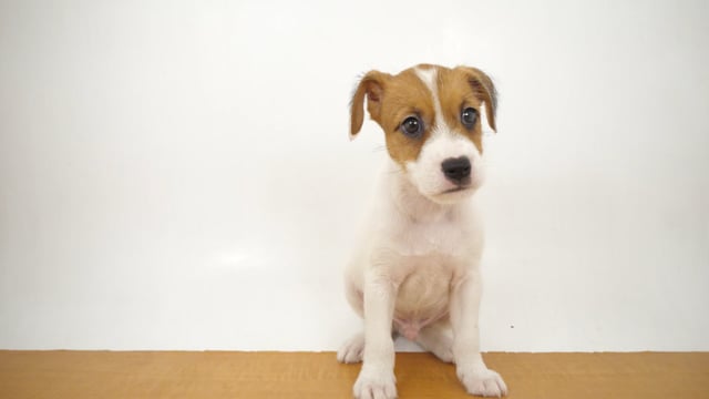 セール！希少♪ジャックラッセルテリア　パペット　アンティーク ジャック・ラッセル・テリア ホワイト＆タン 男の子 八王子店