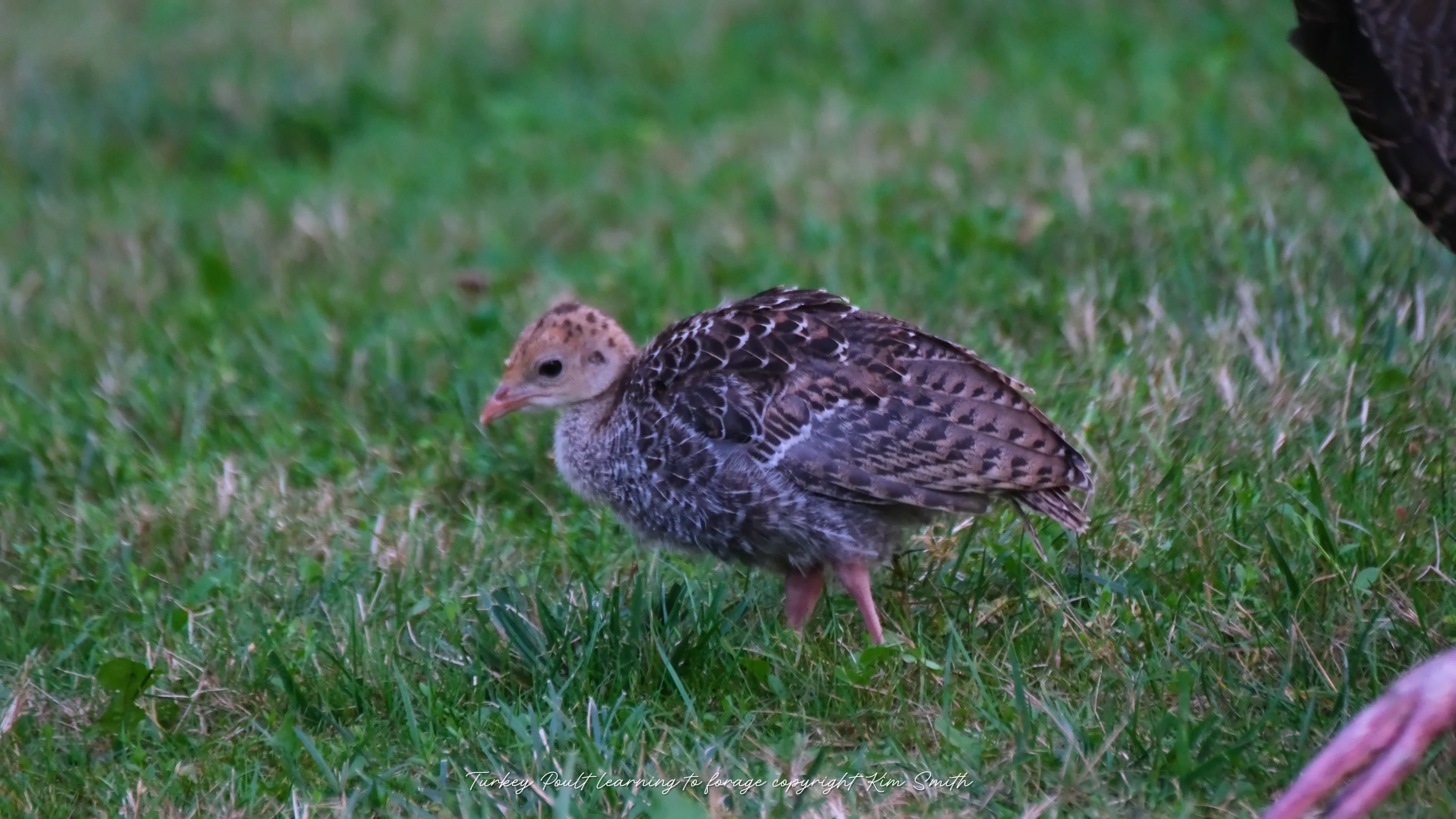 The Cutest Baby Turkey! | Kim Smith Films