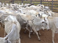 Lote 35
