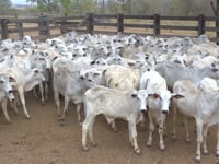 Lote 37