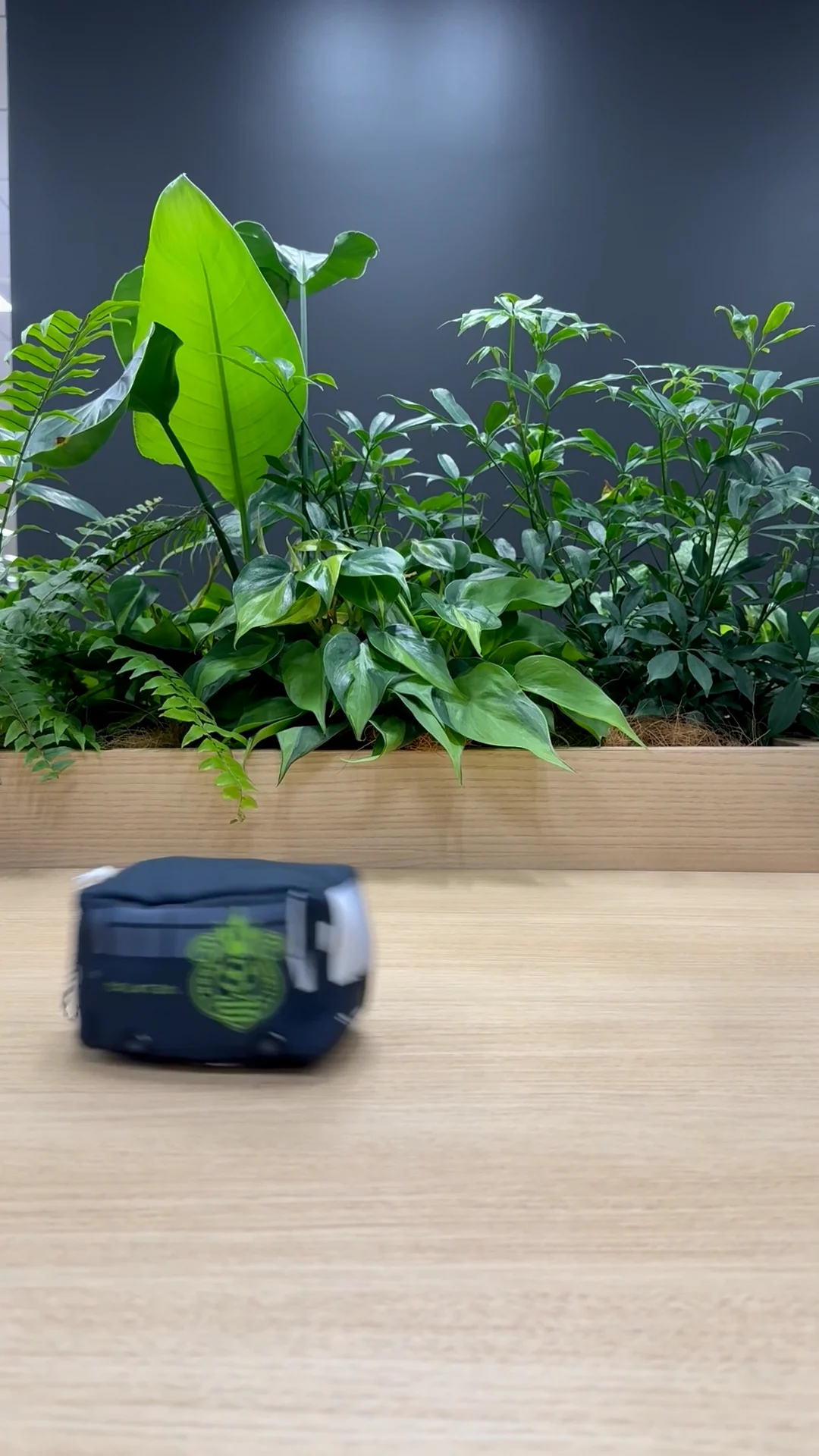 しょぴこじ　ドームツアーキーホルダー チームバストコトコぬいぐるみキーホルダー