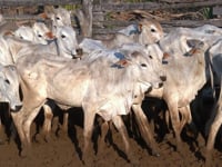 Lote 14P