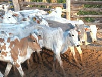 Lote 15P