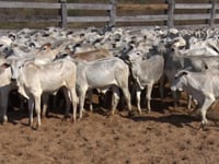 Lote 02