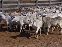 Lote 03