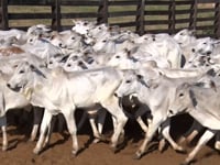 Lote 04