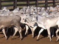 Lote 05