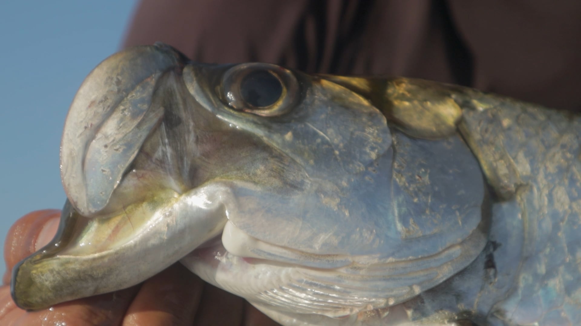 Tarpon Fishing Mexico | Fly Fishing the Yucatán with Silver Tide