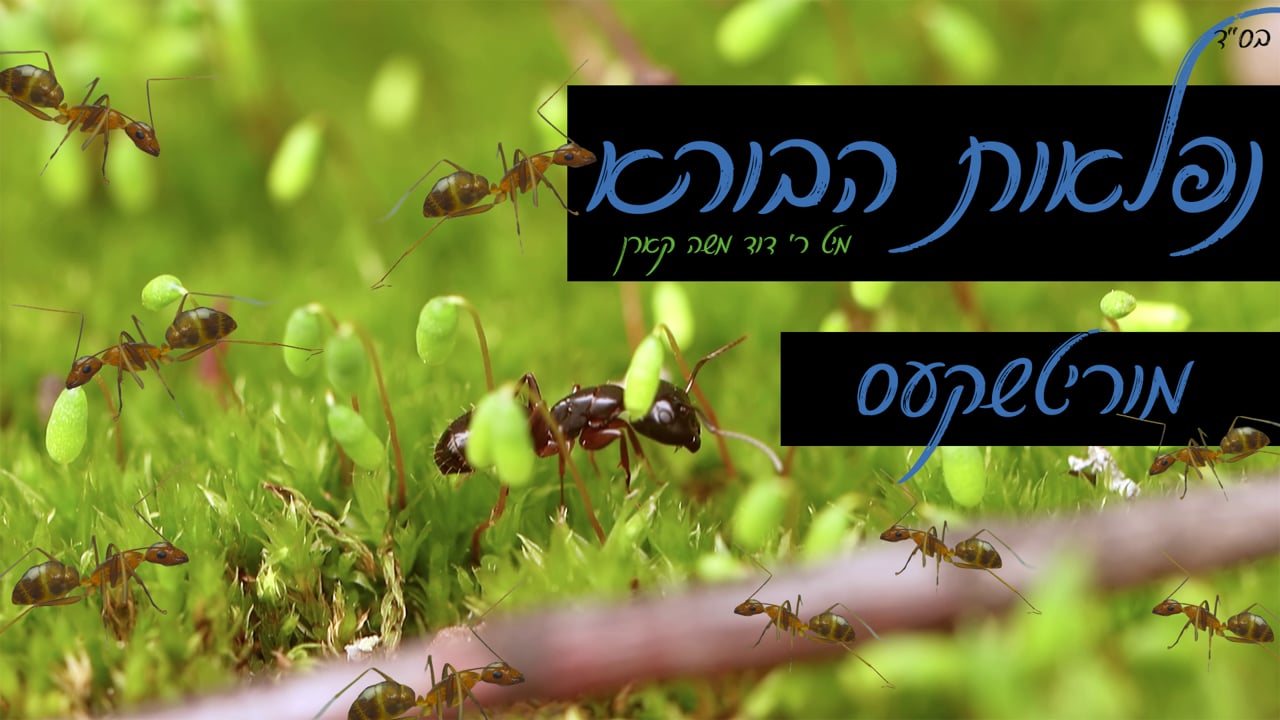 נפלאות הבורא - מוריטשקעס