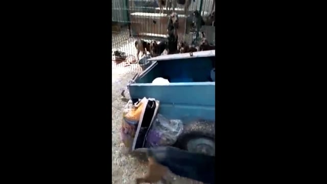 Θέρμη Θεσσαλονίκης: Δεκάδες σκυλιά σε κλουβιά παράνομου εκτροφείο σε καταπατημένο κτίριο 15-5-2018
