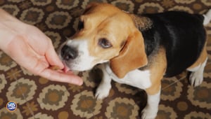 Doing THIS Is Beneficial For Your Dog