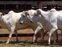 Lote 38C