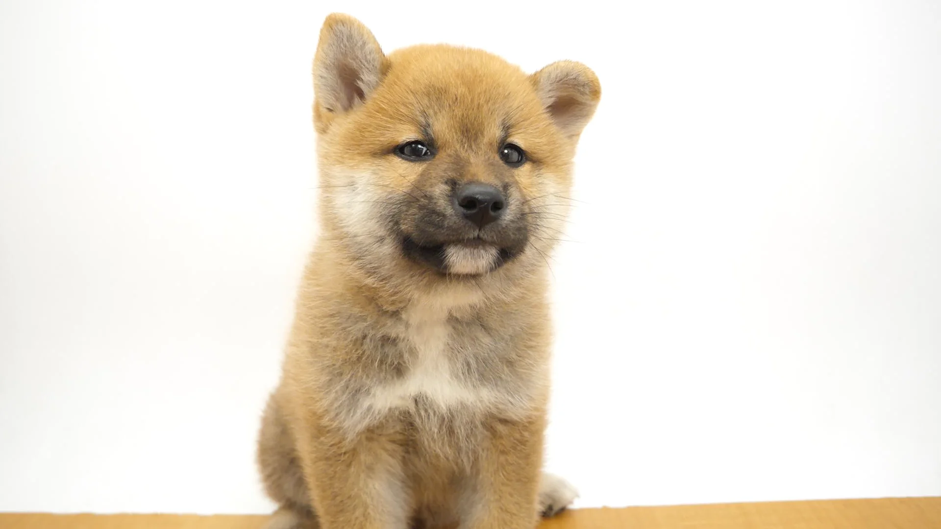 ころころ 子犬 絵本 ドッグ dog アニマル 動物 Mサイズ レア 希少 貴重 Dog Kindergarten] Shichikuyama Branch 🐾Monday Large Dog
