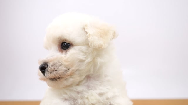 ※いぬ様専門ページ ビション・フリーゼ ホワイト 男の子 国領店 2025091752902