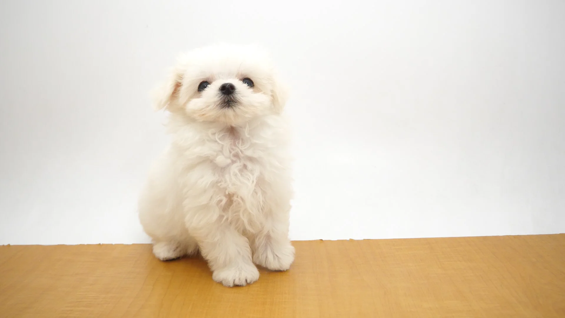 Ichise カットまねき犬 ホワイト