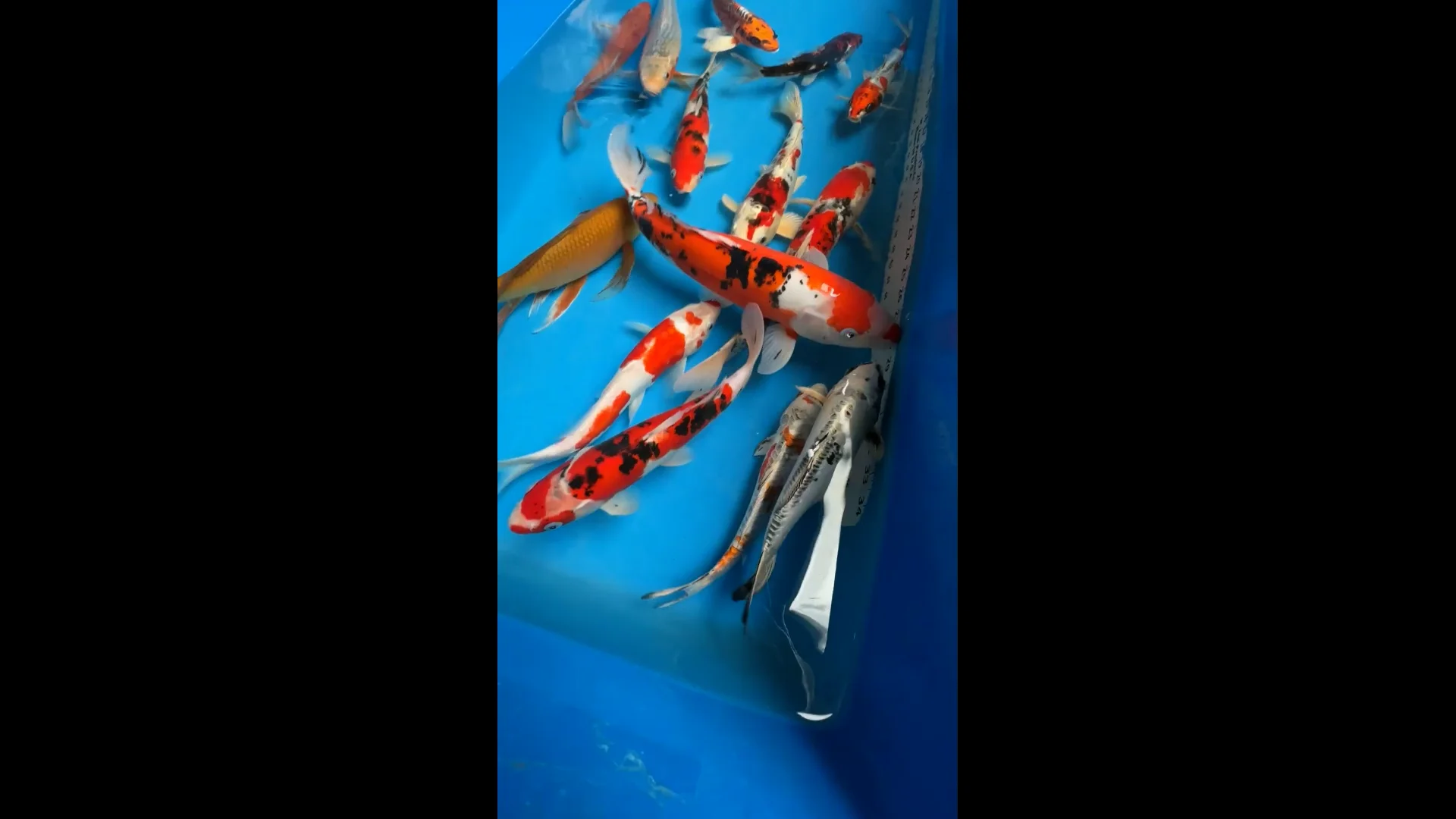Kloubec Koi Farm – Healthy Koi Fish, Born & Raised in the USA