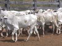 Lote 07P