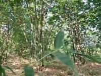 Review Tre xuất khẩu Kimso Bamboo (Dendrocalamus giganteus)