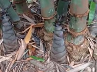 Tre khổng lồ Dendrocalamus giganteus