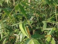 Giống tre khổng lồ Dendrocalamus Giganteus