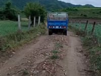 Kỹ Thuật Chăm Sóc Tre Khổng Lồ Dendrocalamus Giganteus